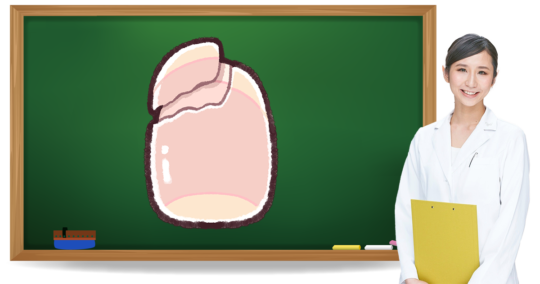 二枚爪とは?症状・原因・予防方法|フットケア推進室 二枚爪とは?症状・原因・予防方法|フットケア推進室
